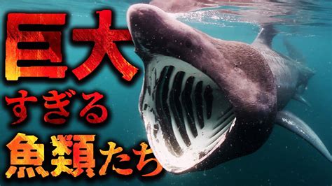 大型魚類|世界最大の巨大魚＆水生生物ランキング【TOP50】